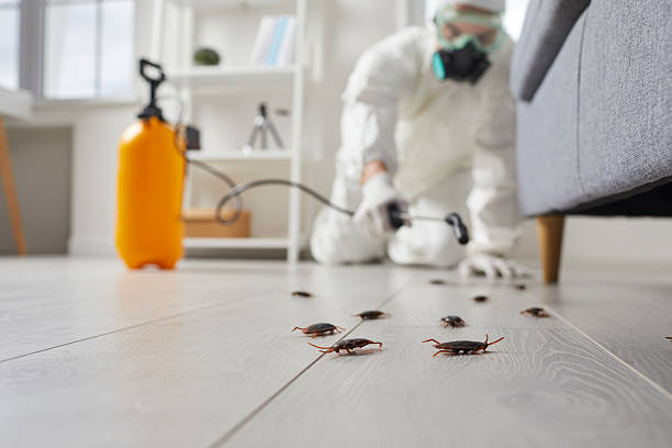 Trusted Termite Control service in East Spencer, NC - Nex Pest Control